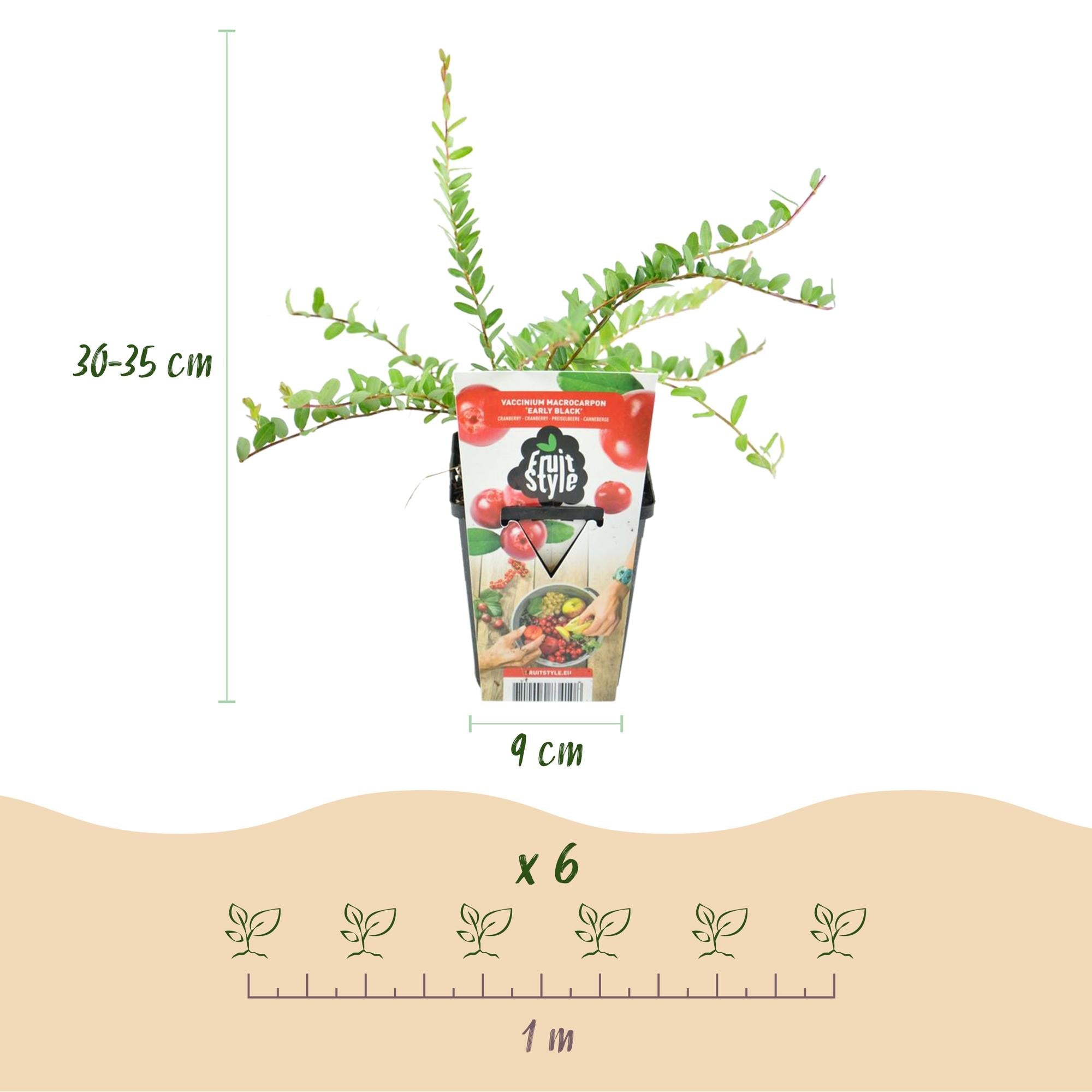 Blaubeerpflanzen Vaccinium macrophylla Early Black winterhart 6 Pflanzen Höhe 35cm Ø9cm – Dunkelrote Beeren