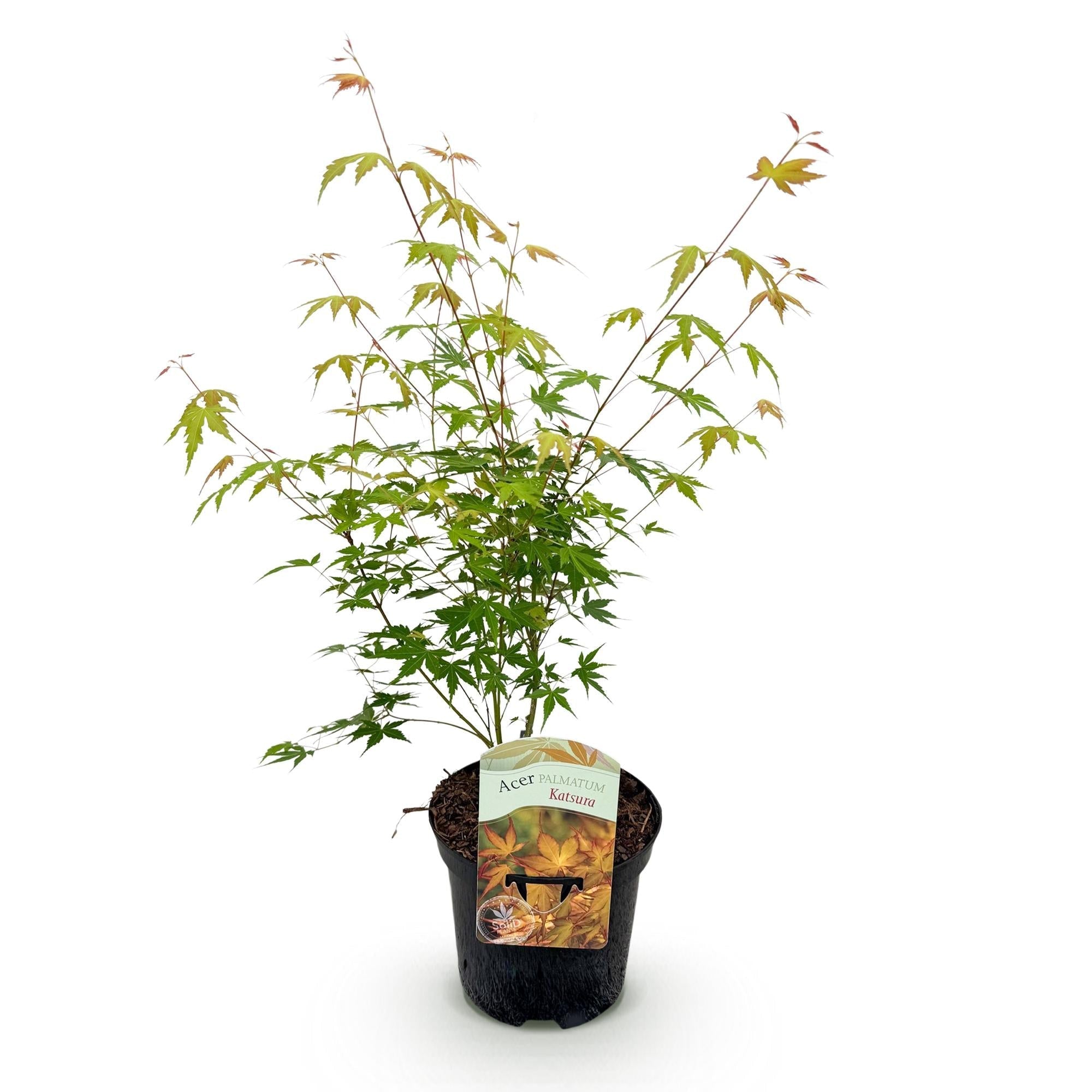 Japanischer Ahorn Acer palmatum 'Katsura' – Orange – Balkon – & Gartenpflanze – Ø19cm – Ca. 70cm hoch – Plant