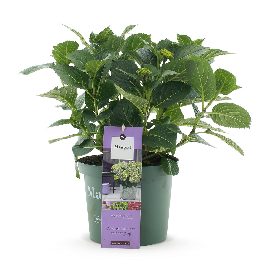 Hortensie Magical Jewel Blue – Hydrangea macrophylla – Blau – Balkonpflanze – 23cm Ca. 55cm hoch – 6-10 Blüten – Für Balkon, Terrasse & Beet – Plant