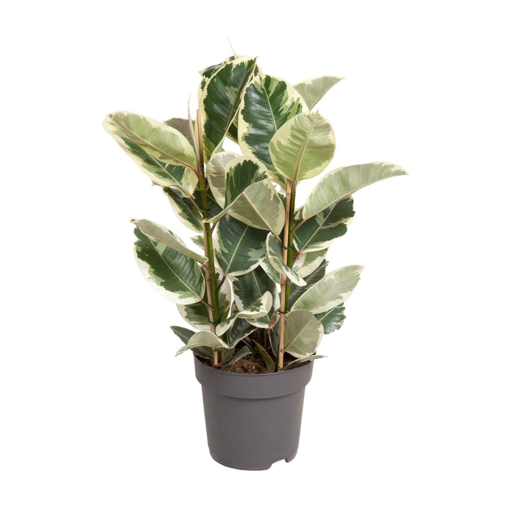 Ficus Elastica Tineke – 100cm hoch – Ø27cm – Bunte Gummibaum – Zimmerpflanze – Luftreinigend & pflegeleicht – Tropische Deko für Wohn – und Büroräume – Plant