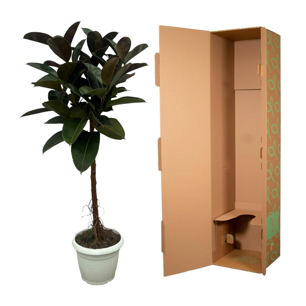 Gummibaum Ficus Elastica Robusta Stamm – Zimmerpflanze 140cm hoch – Ø27cm – Üppige, glänzende Blätter – Pflegeleicht & dekorativ – Plant