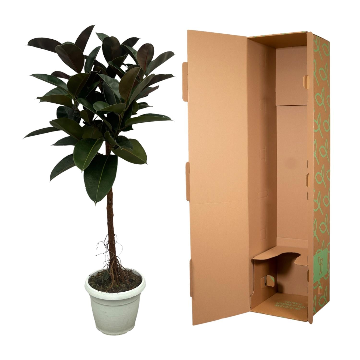 Gummibaum Ficus Elastica Robusta Stamm – Zimmerpflanze 140cm hoch – Ø27cm – Üppige, glänzende Blätter – Pflegeleicht & dekorativ – Plant