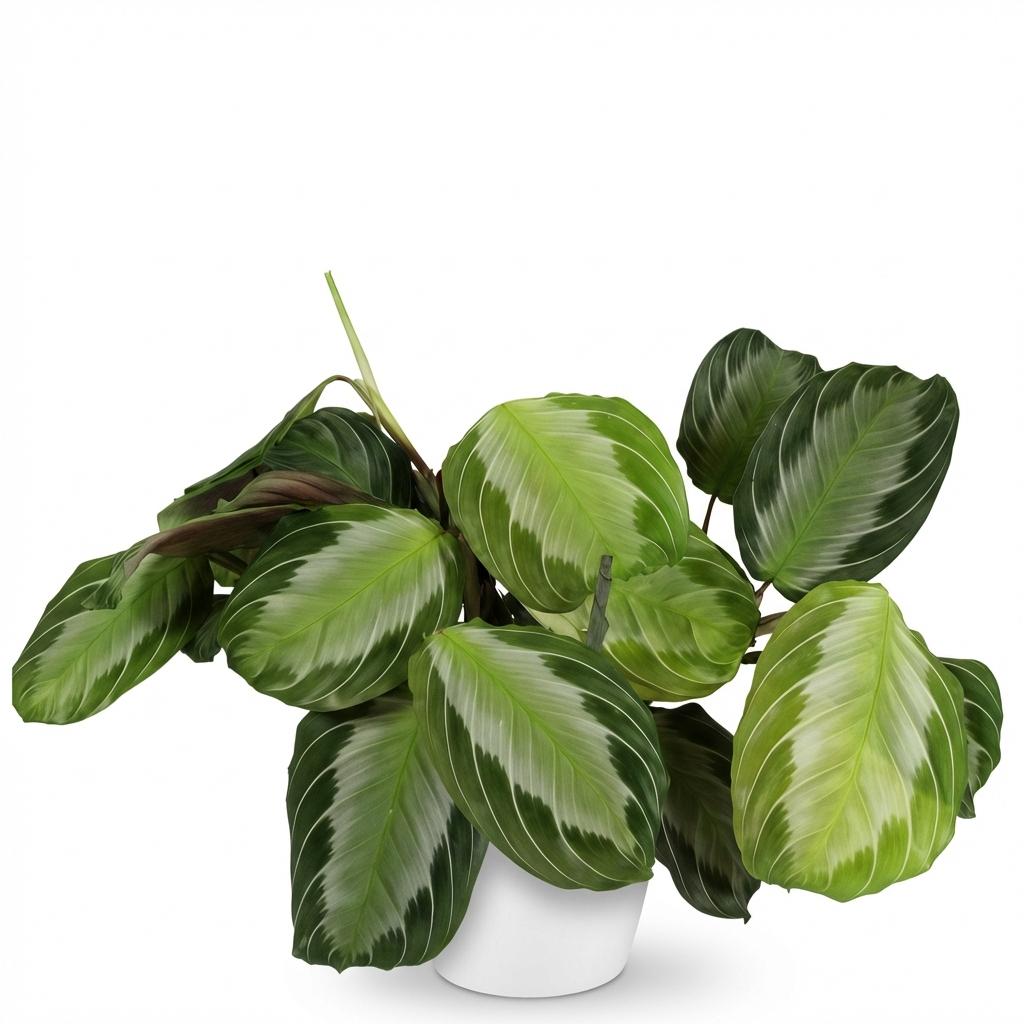 Maranta Fascinator Silverband Pflanze Mit Weißem Topf Ø12cm Höhe ca.25cm Gebetspflanze Grün Haustierfreundlich Pflegeleicht Für Zimmer Büro &