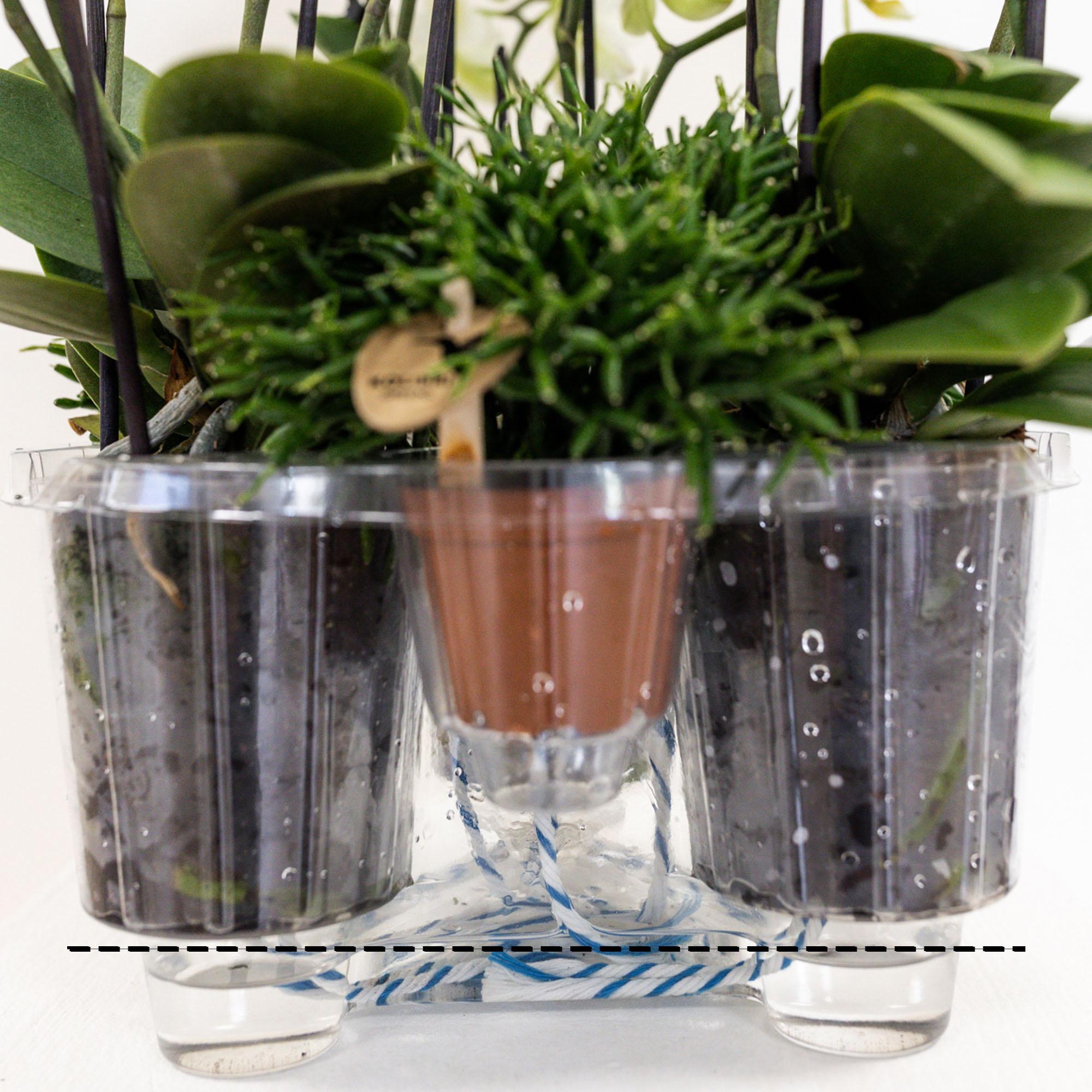 Weißes Pflanzenset im Baumwollkorb – 3 Orchideen Lausanne & 3 Grünpflanzen – Ø9cm – Mit autarkem Wassertank – Dekoratives Pflanzenarrangement – Plant