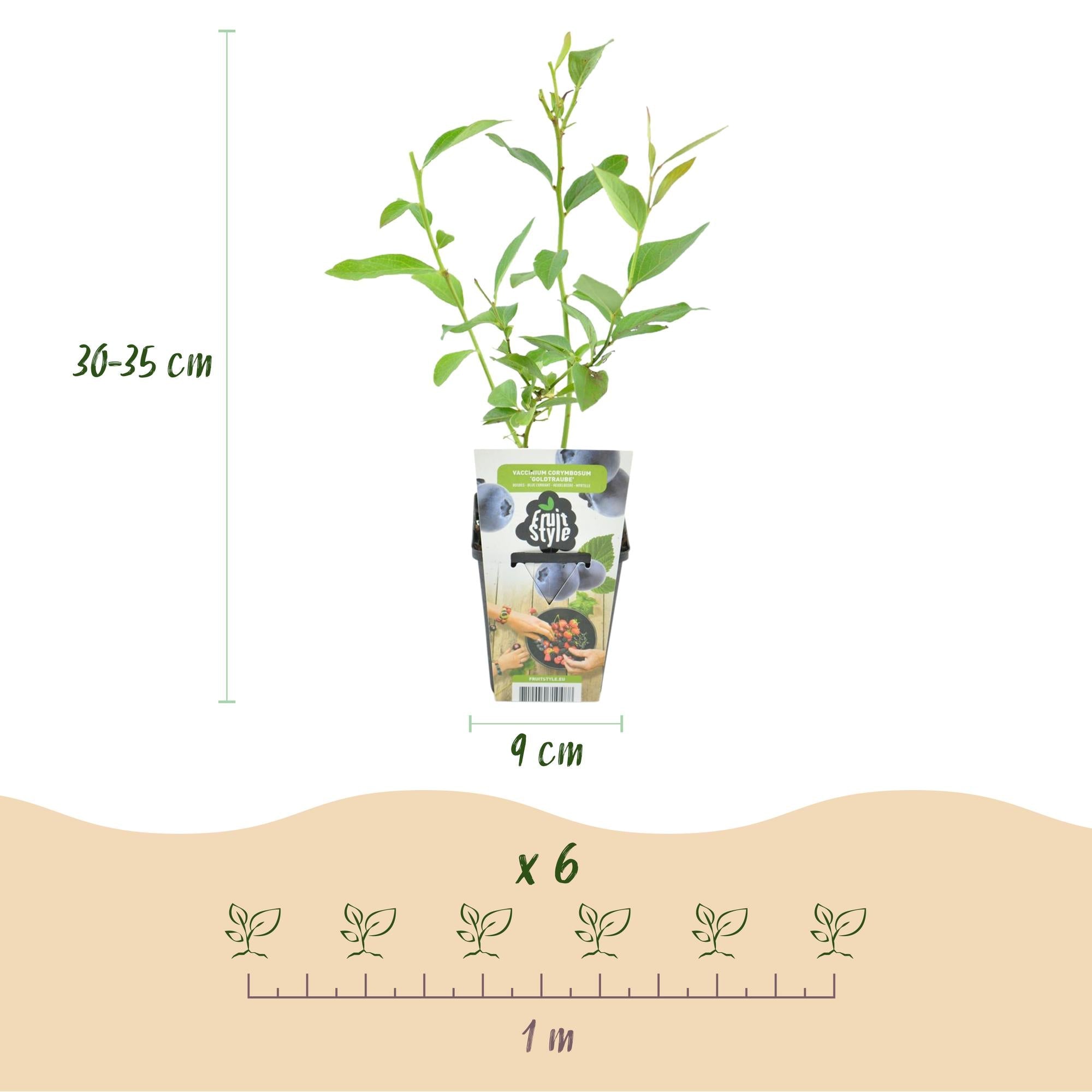 Blaubeere Vaccinium corymbosum Goldtraube winterhart Ø9cm Höhe 30cm – Aromatische Heidelbeere für Garten Balkon & Terrasse