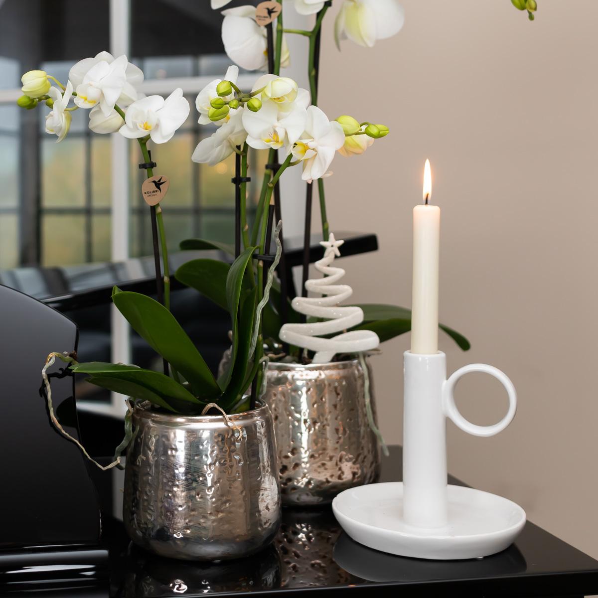Weiße Phalaenopsis Orchidee Amabilis – 2-3 Zweige – Luxus – Ziertopf Silber Ø9cm – Höhe 40cm – Blühende Zimmerpflanze – Frisch vom Züchter – Plant