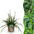 Ziergras Segge Carex morrowii Irish Green – Immergrün & winterhart – Frischgrünes Ziergras – Höhe ca. 50cm – 17cm – Für Beet, Kübel & Terrasse – Plant
