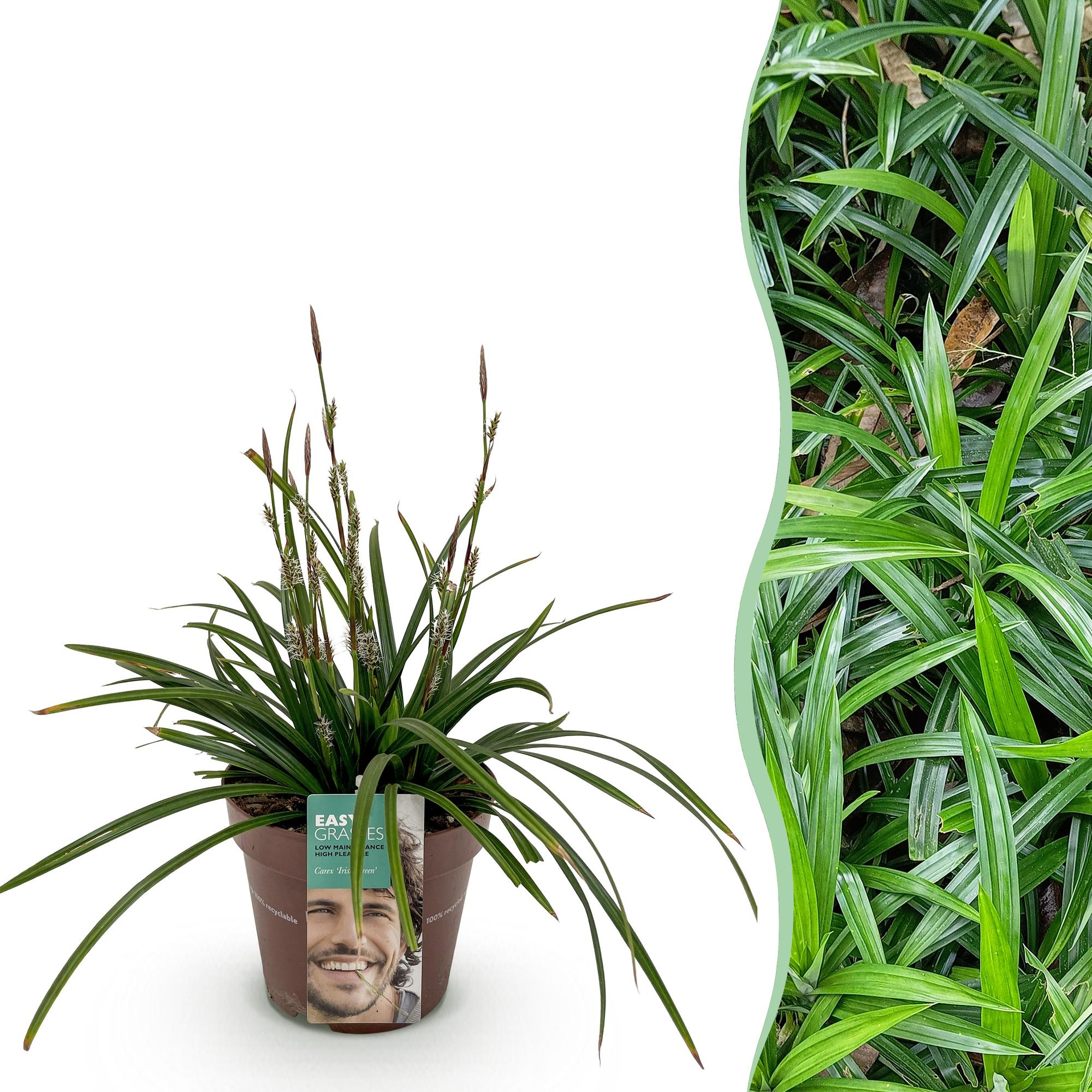 Ziergras Segge Carex morrowii Irish Green – Immergrün & winterhart – Frischgrünes Ziergras – Höhe ca. 50cm – 17cm – Für Beet, Kübel & Terrasse – Plant