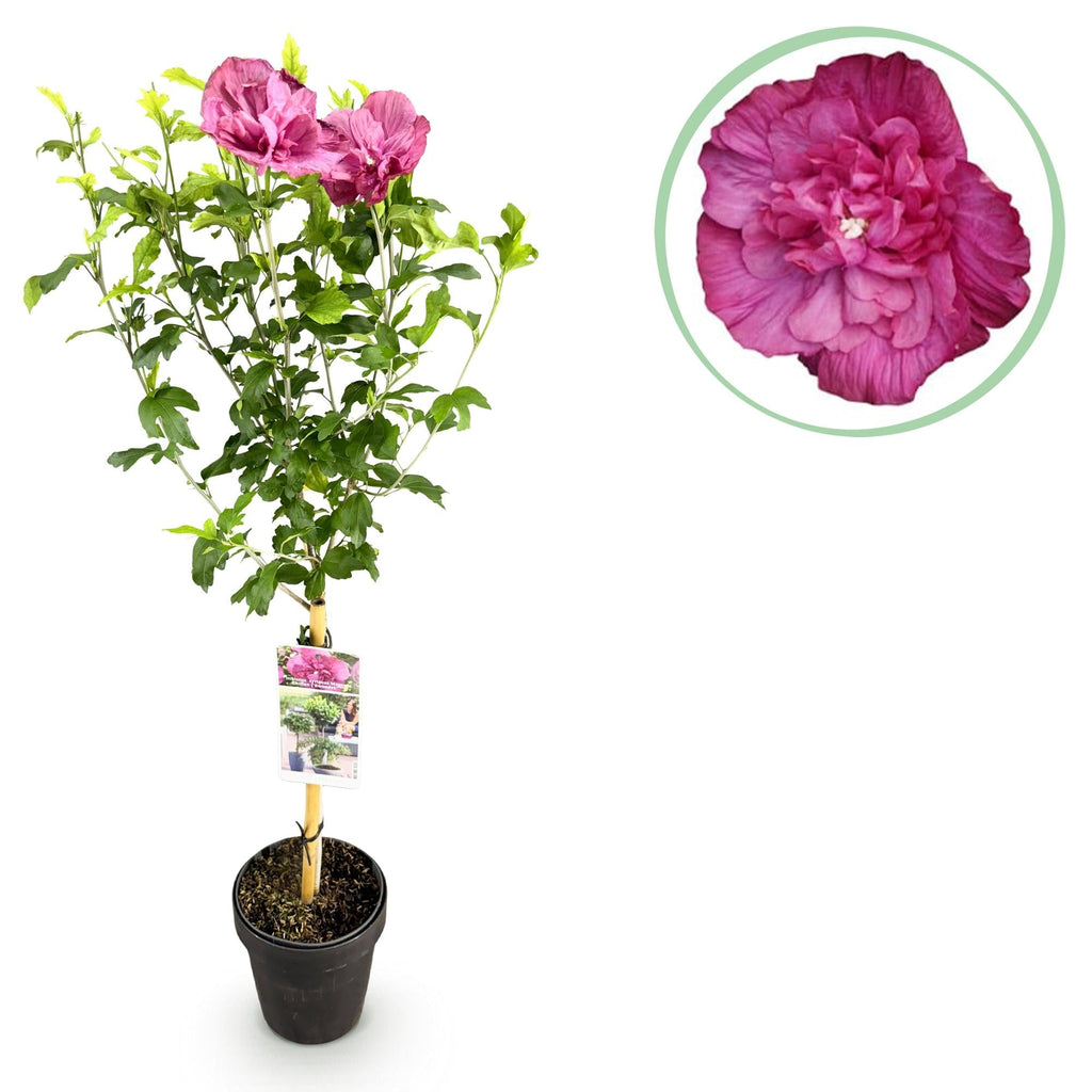 Hibiscus syriacus Magenta Chiffon – Blühende Stamm – Pflanze mit magentafarbenen Blüten – Laubabwerfend & pflegeleicht – Topf Ø19cm – Höhe ca. 90cm – Plant