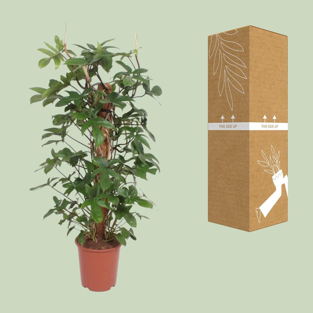 Baumfreund – Philodendron Pedatum – Zimmerpflanze – Ø27cm – ↕130cm – Pflegeleicht – Tropisches Flair – Luftreinigend – Plant