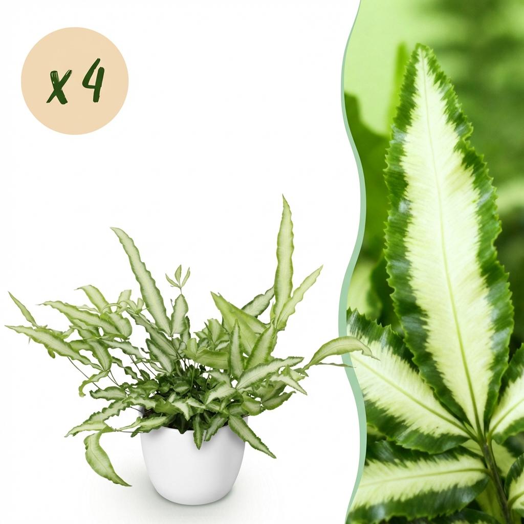 Pteris cretica Albolineata 2er Set Pflanzen Mit Weißem Topf Ø12cm Höhe ca.20cm Schwertfarn Haustierfreundlich Pflegeleicht Grünpflanzen Für Zimmer