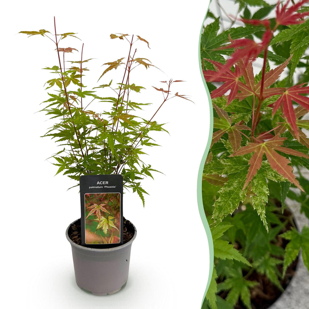 Ahorn Acer palmatum Phoenix – 12cm – Höhe ca. 35cm – Rosa Austrieb & rote Blüte – Plant
