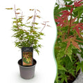 Ahorn Acer palmatum Phoenix – 12cm – Höhe ca. 35cm – Rosa Austrieb & rote Blüte – Plant