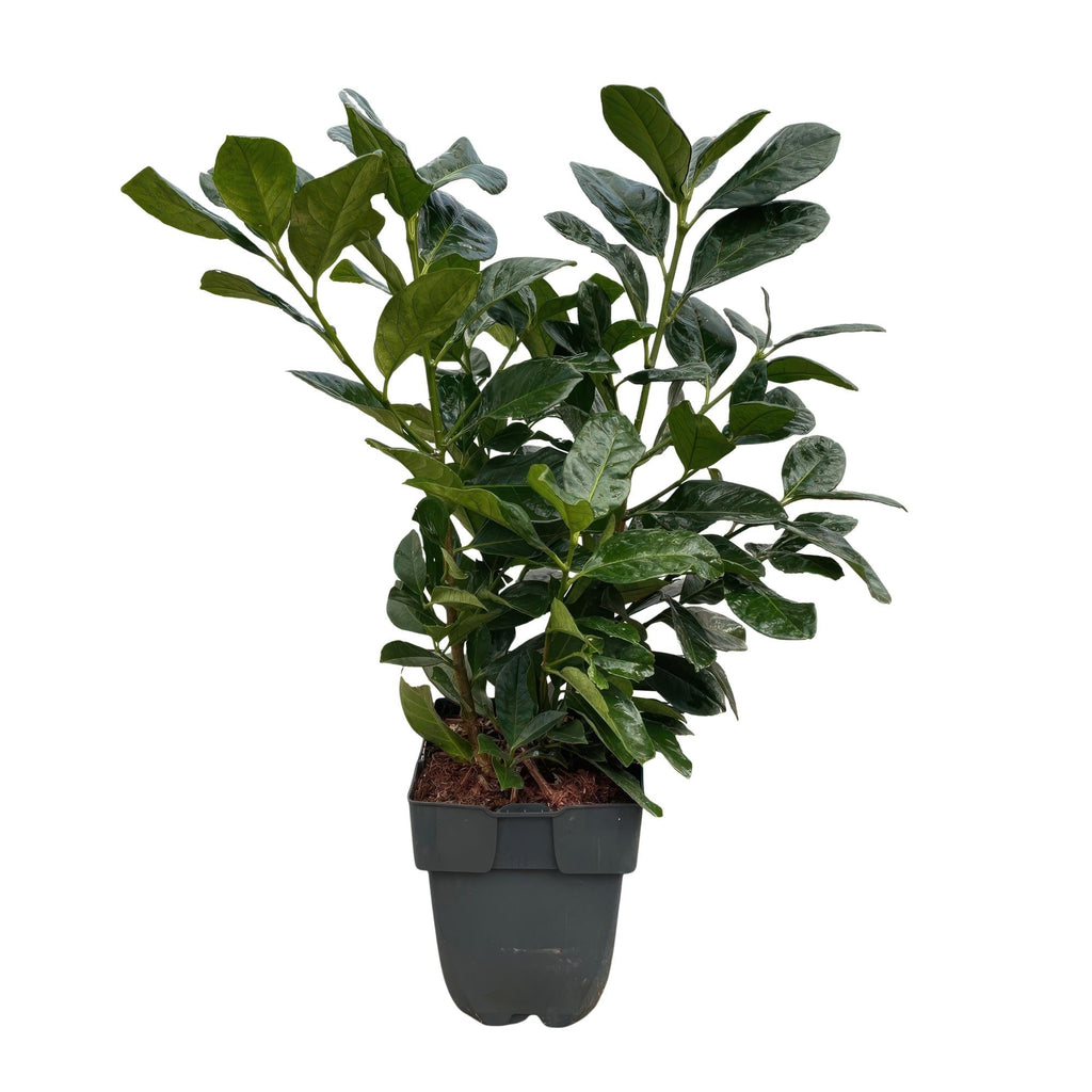 Kirschlorbeer Prunus laurocerasus Etna – Hecke – Blatt grün – 6 Pflanzen – 1 laufender Meter – Immergrün – 17cm x H50cm – Plant