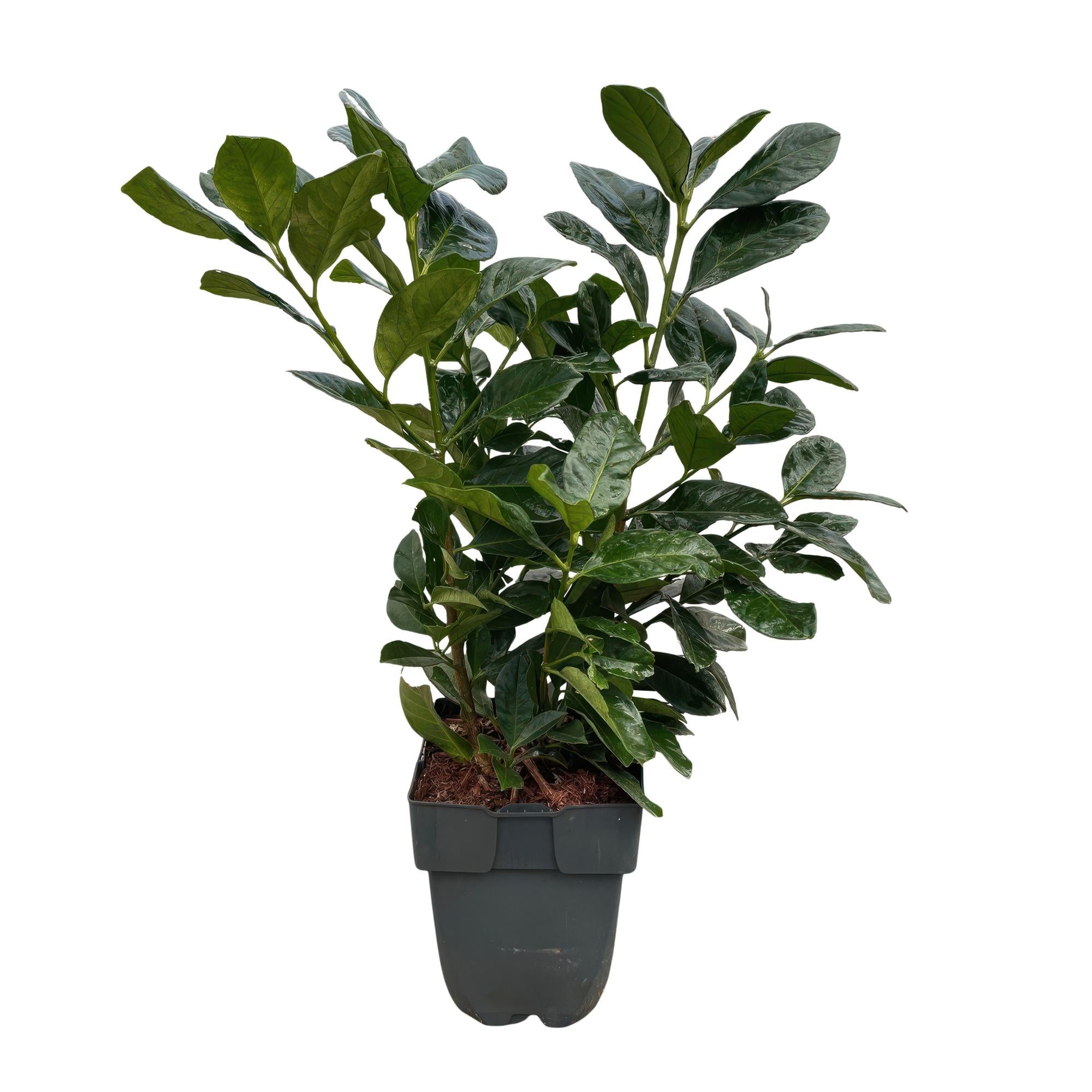 Kirschlorbeer Prunus laurocerasus Etna – Hecke – Blatt grün – 6 Pflanzen – 1 laufender Meter – Immergrün – 17cm x H50cm – Plant