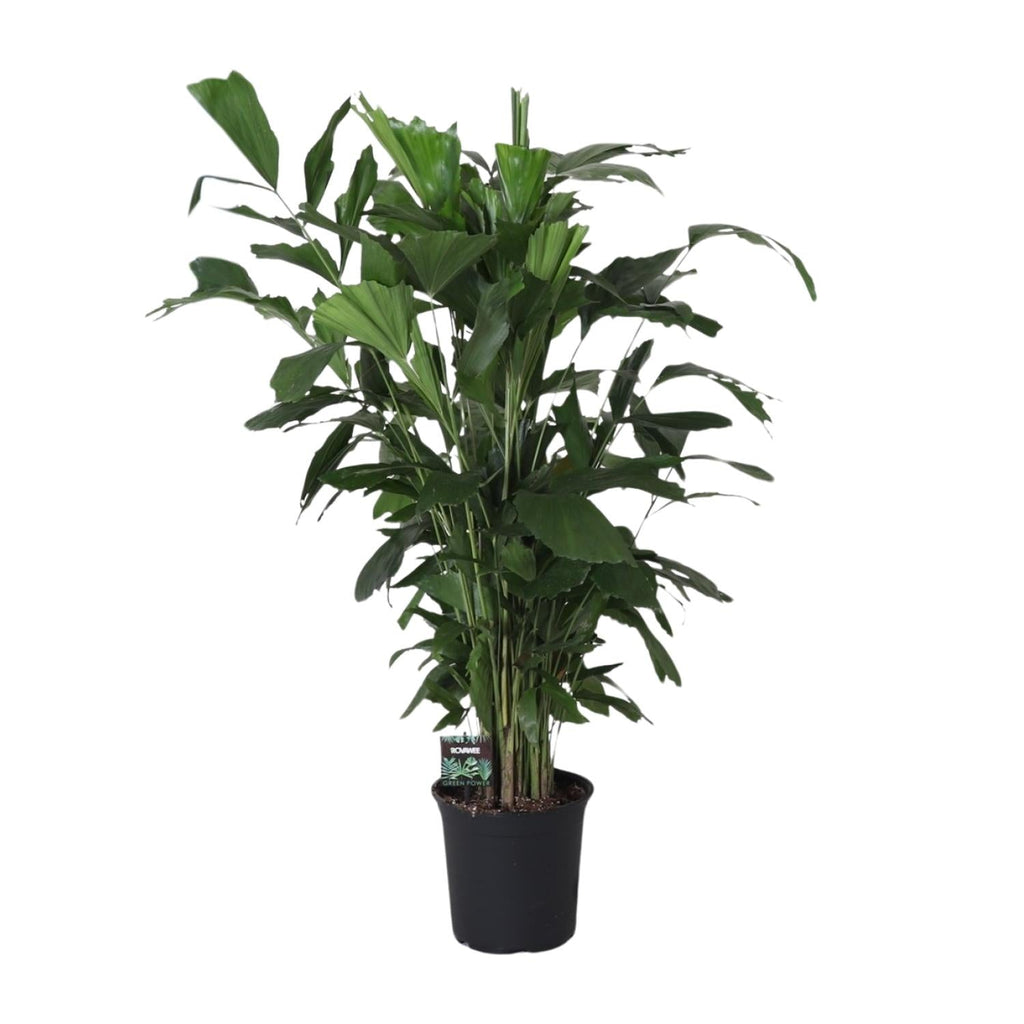 Fischschwanzpalme Caryota Mitis – Zimmer- & Terrassenpflanze – Ø24 cm – Ca. 120 cm hoch – Tropische & pflegeleichte Palmenpflanze mit fischförmigem Blattwerk – Für Halbschatten – Plant