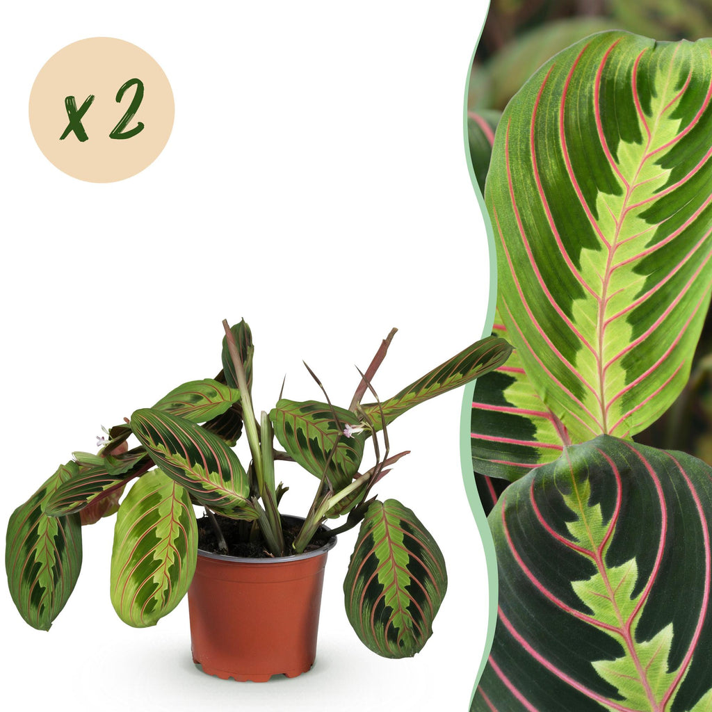 Maranta Fascinator Tricolour Gebetspflanze Pfeilwurz – Grün mit roten Adern – im Set – Topf 12cm – Höhe 30-35cm