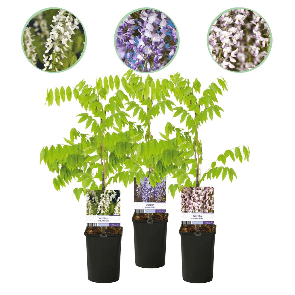 Blauregen Wisteria floribunda Tricolour – Blau, Rosa & Weiß – 3 Pflanzen – 11cm x H40cm – Duftend & Kletterpflanze – Für Pergolen, Zäune & Wände – Plant