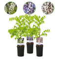 Blauregen Wisteria floribunda Tricolour – Blau, Rosa & Weiß – 3 Pflanzen – 11cm x H40cm – Duftend & Kletterpflanze – Für Pergolen, Zäune & Wände – Plant