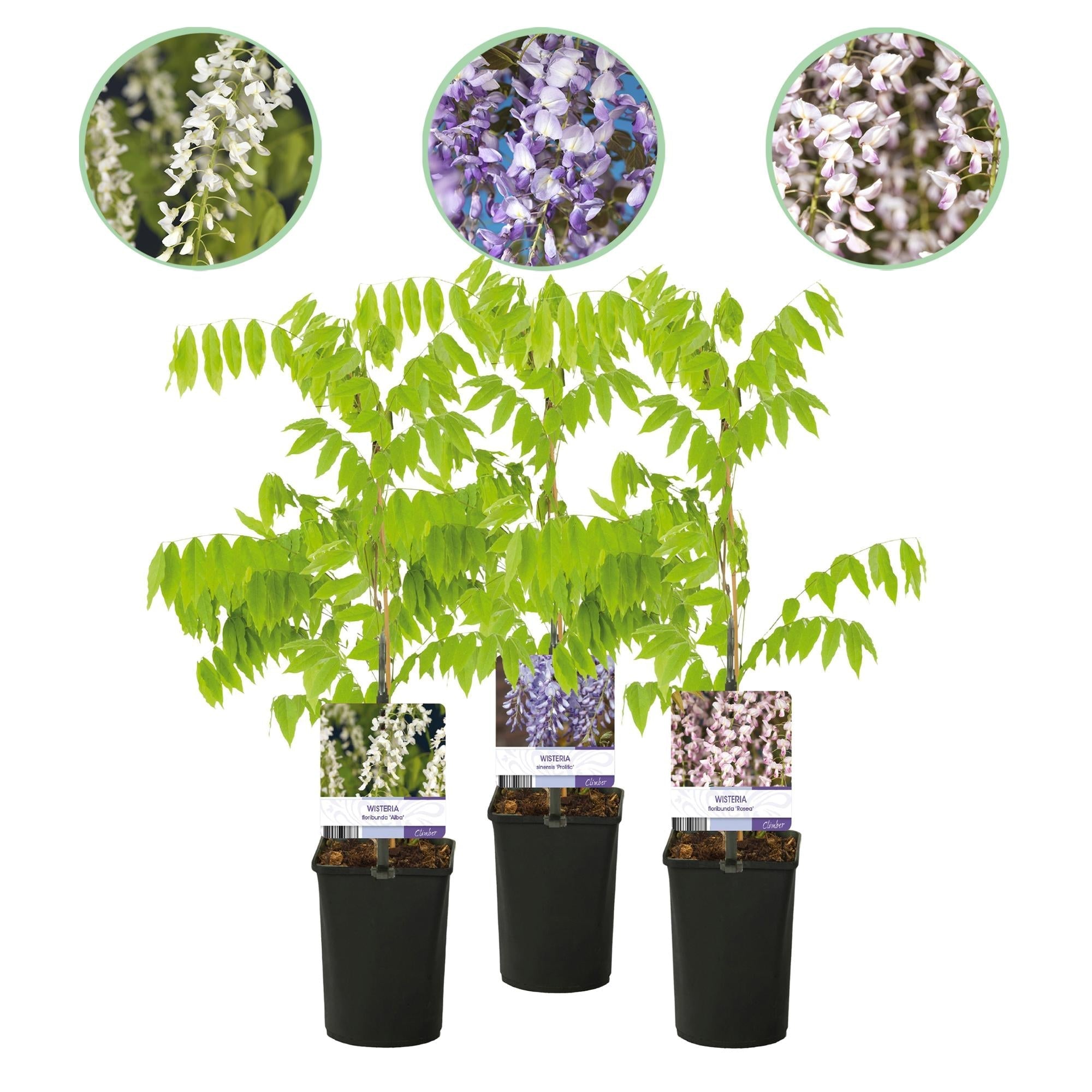 Blauregen Wisteria floribunda Tricolour – Blau, Rosa & Weiß – 3 Pflanzen – 11cm x H40cm – Duftend & Kletterpflanze – Für Pergolen, Zäune & Wände – Plant