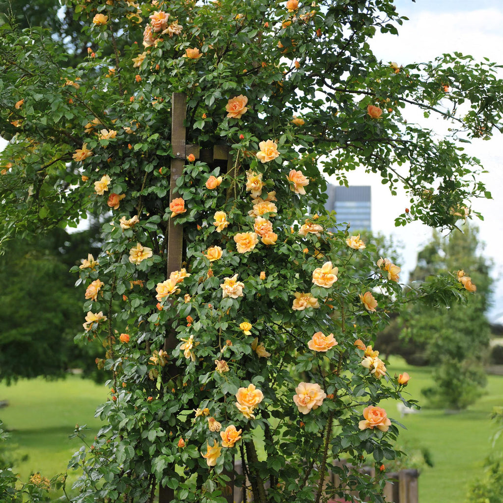 Kletterrose – Rosa Orange Climber – Orange Blüten – 2 Pflanzen – 11cm – Höhe 40cm – Wenig Pflege – Blüte im Sommer – Plant