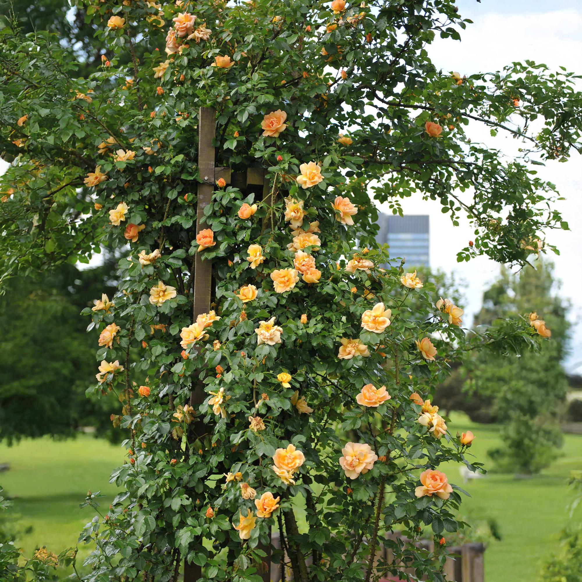 Kletterrose – Rosa Orange Climber – Orange Blüten – 2 Pflanzen – 11cm – Höhe 40cm – Wenig Pflege – Blüte im Sommer – Plant