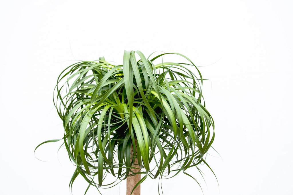 Beaucarnea XXL – ca.180-200cm Zimmerpflanze – Elefantenfuß mit markantem Stamm – Exklusive Großpflanze für Wohnzimmer Büro & Empfangsbereiche