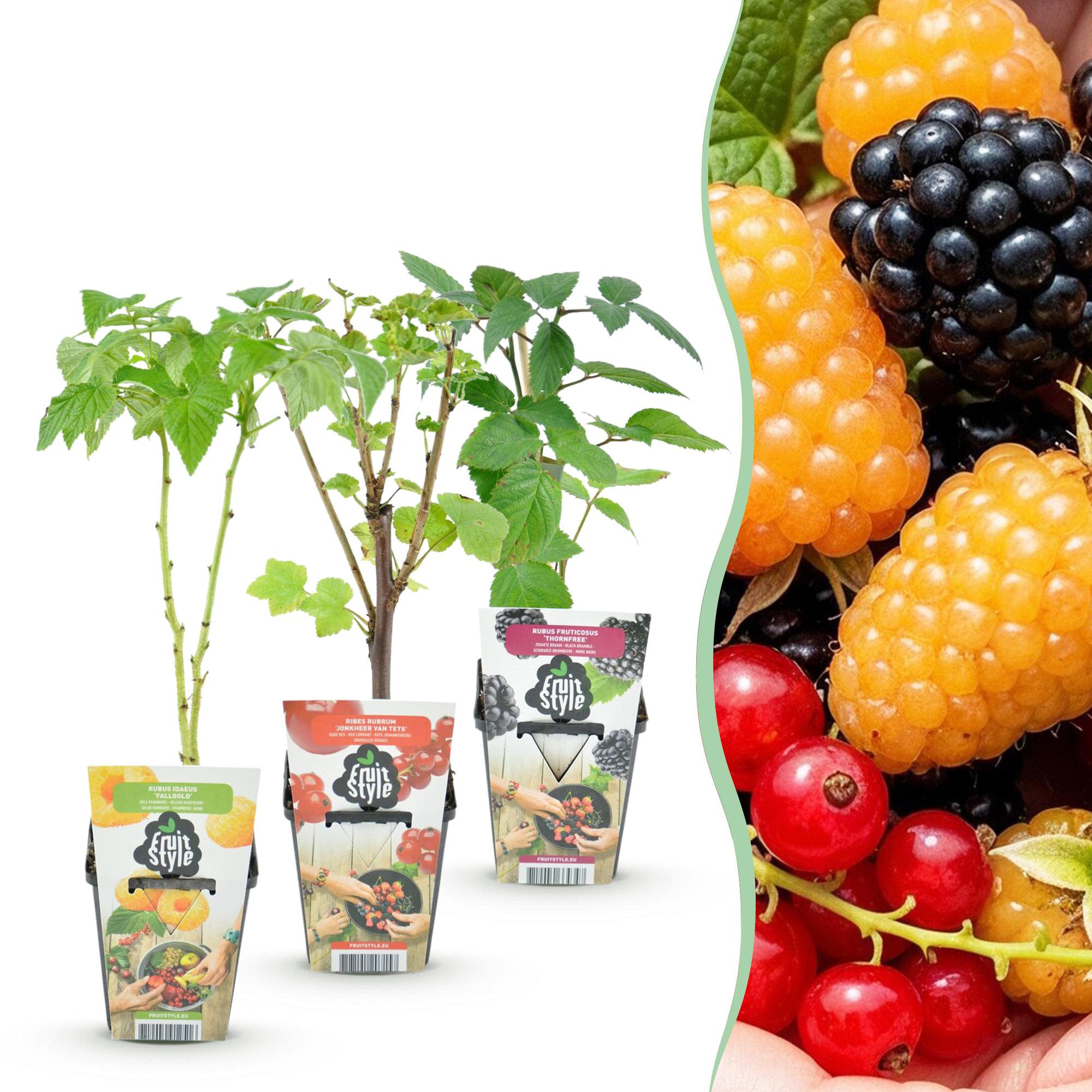 Obstpflanzen Set winterhart 3 Pflanzen Ø9cm Höhe 30cm – Rote Johannisbeere Gelbe Himbeere Schwarze Brombeere – Ideal für Garten Beet Balkon & Terrasse