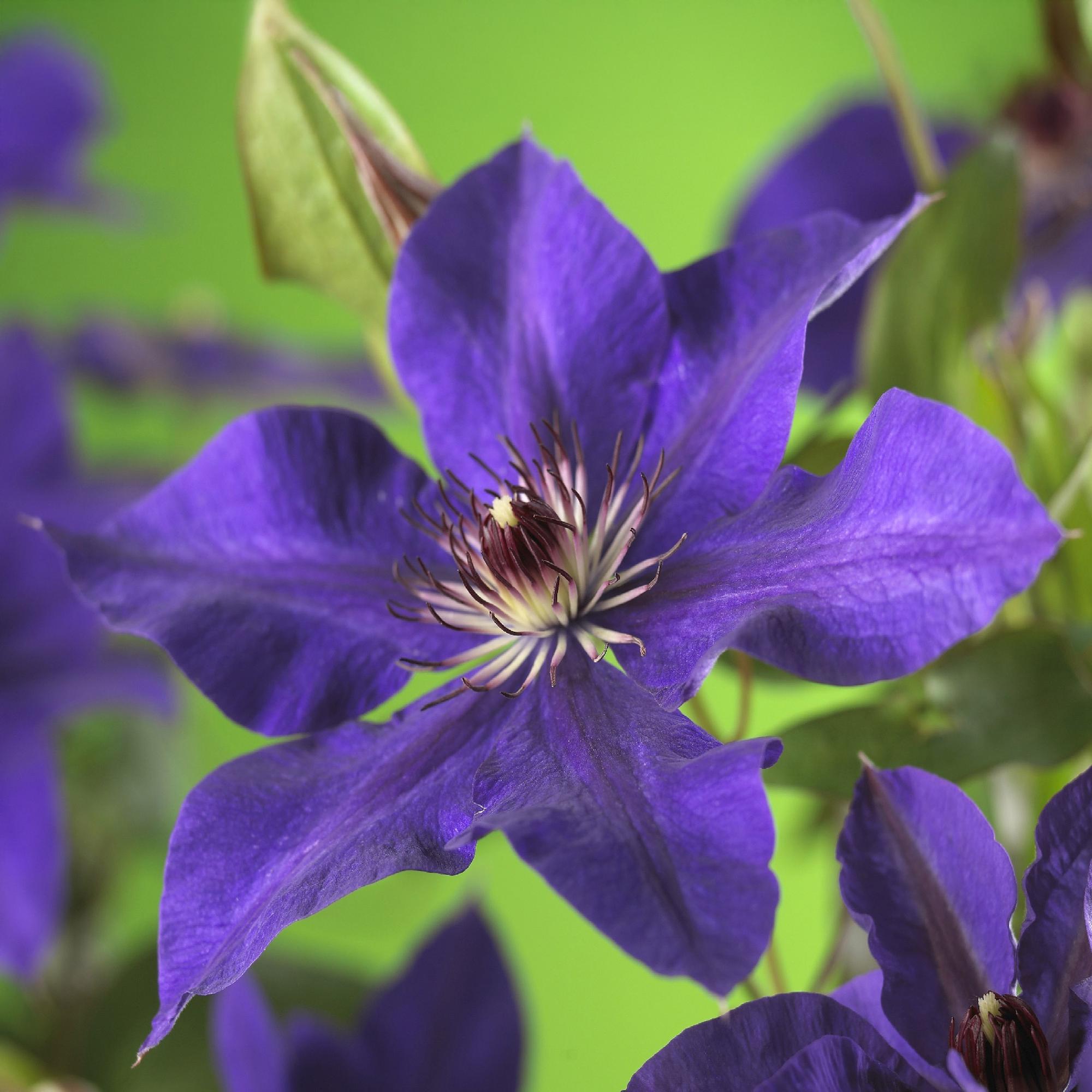 Kletterpflanze Clematis The President – Rosa Blüten – 2 Pflanzen – 11cm x H40cm – Bis 3m – Pflegeleicht – Ideal für Garten, Balkon & Pergola – Plant