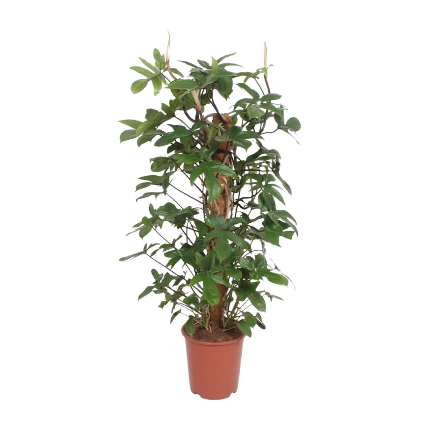 Baumfreund – Philodendron Pedatum – Zimmerpflanze – Ø27cm – ↕130cm – Pflegeleicht – Tropisches Flair – Luftreinigend – Plant