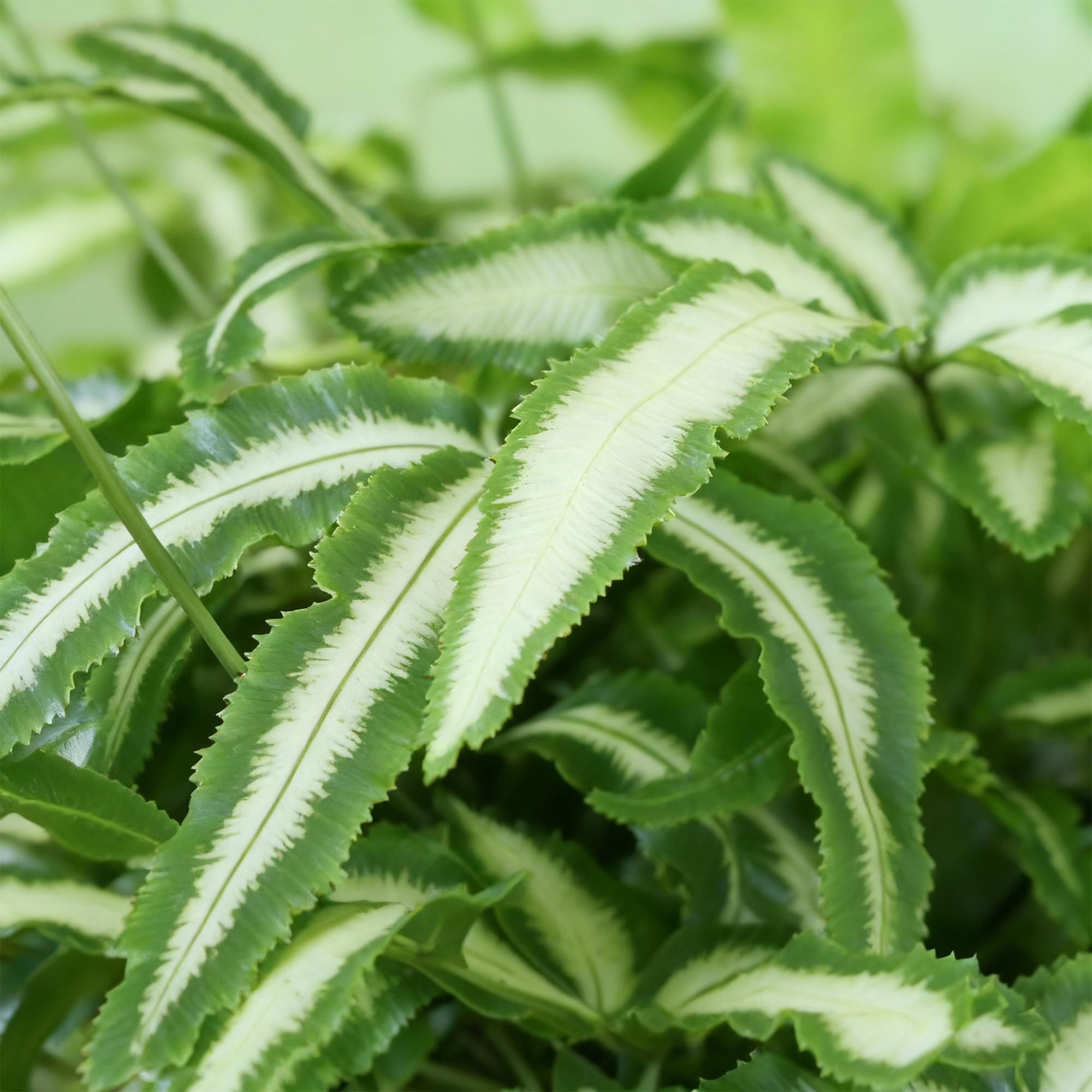 Pteris Cretica Albolineata Schwertfarn Zimmerpflanze mit weißem Topf Ø12cm Höhe 20cm Haustierfreundliche Grünpflanze pflegeleicht für Zimmer & Büro