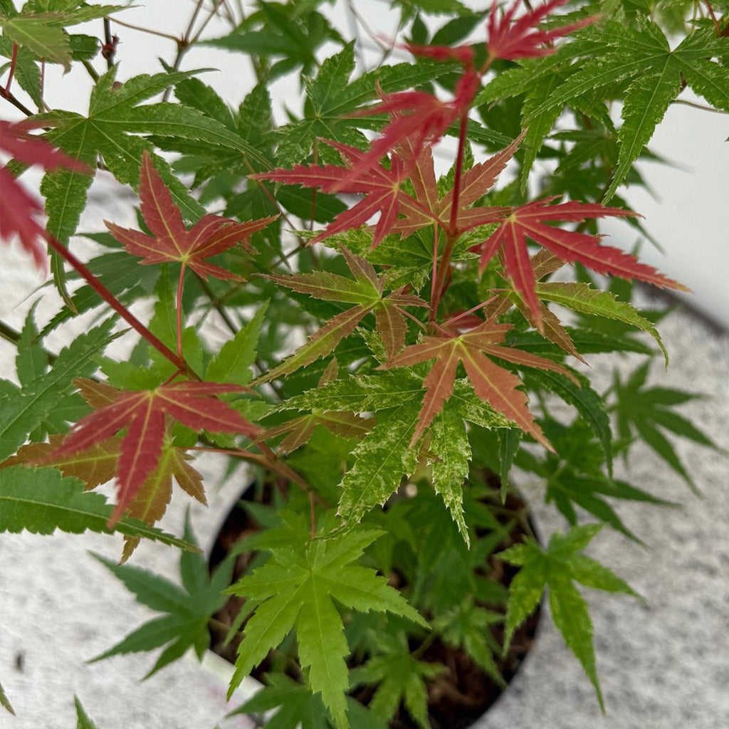 Japanischer Ahorn Acer palmatum 'Phoenix' – Rosa – Rot – Balkon – & Gartenpflanze – Ø19cm – Ca. 70cm hoch – Plant