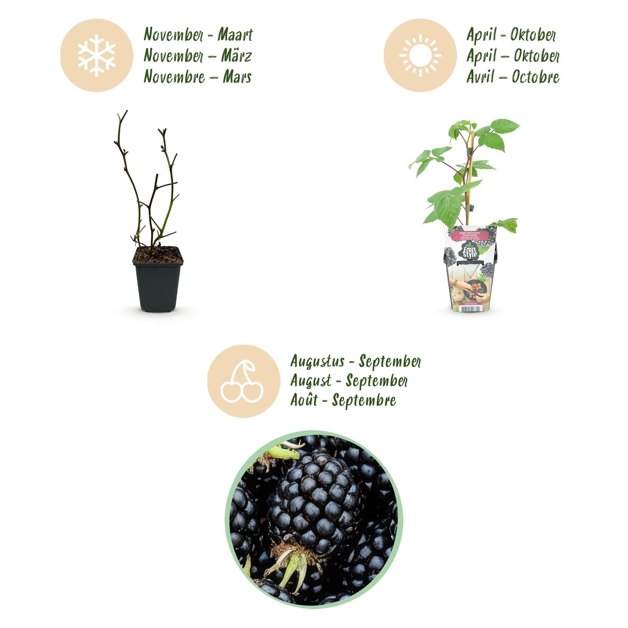 Brombeere Rubus fruticosus Black Satin winterhart Ø9cm Höhe 30cm – Schwarze Brombeere für Garten Beet Balkon & Terrasse