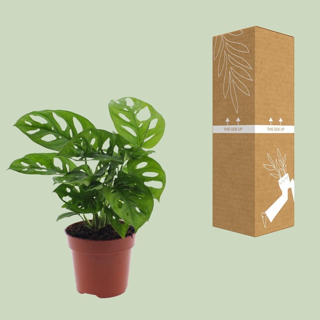 Monstera Monkey Leaf – Fensterblatt – Ø12cm – ↕30cm – Pflegeleichte Lochpflanze mit dekorativem Blattmuster – Luftreinigend & dekorativ – Plant