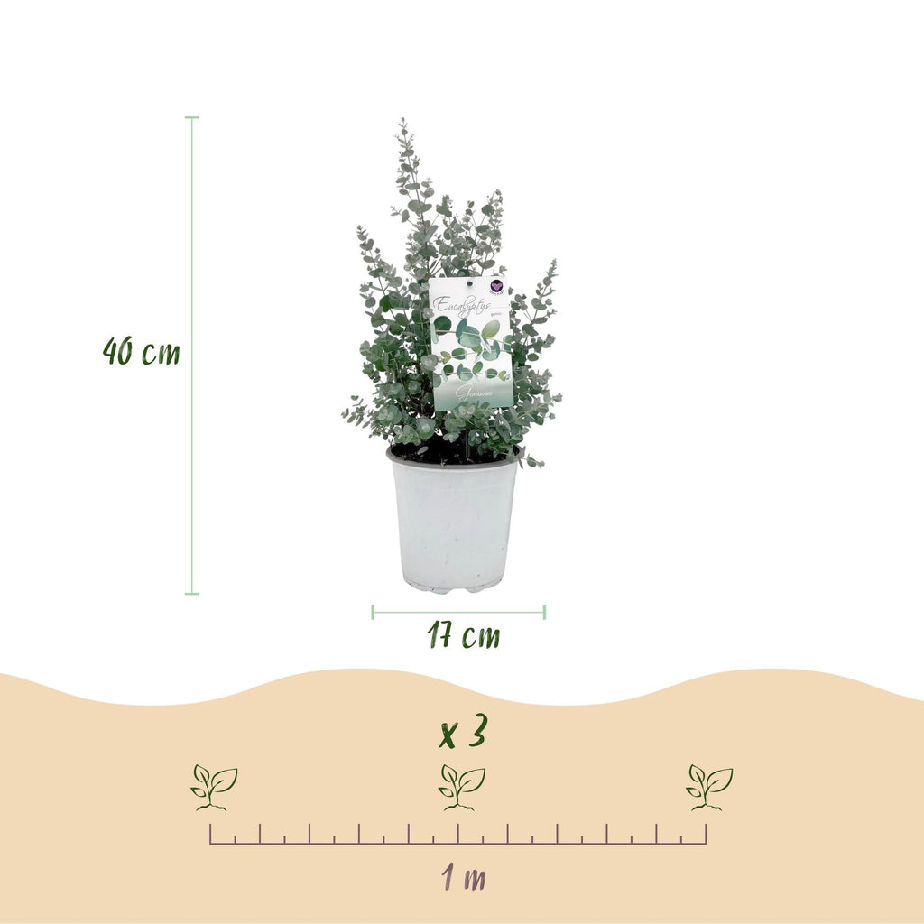 Eukalyptusbaum Eucalyptus gunnii – Winterhart – Terrassenpflanze – Grau – Ø17cm, Höhe ca. 40cm – Duftende & pflegeleichte Garten – Plant
