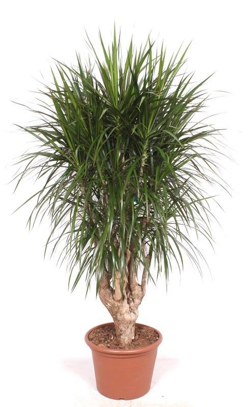 Dracaena Marginata XXL 190cm Ø40-45cm – Drachenbaum Zimmerpflanze Großpflanze – Pflegeleichte Grünpflanze für Wohnzimmer Büro & Wintergarten – Plant