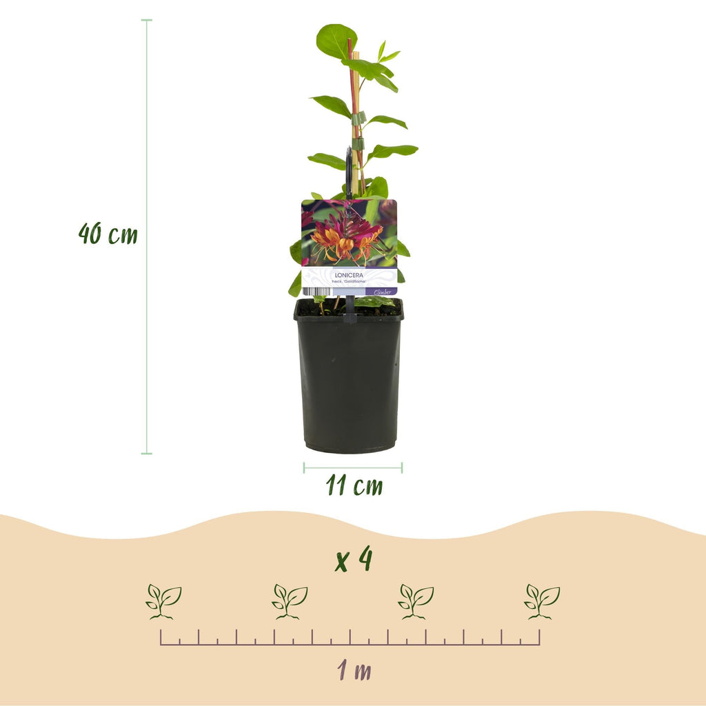 Geißblatt Lonicera heckrottii Goldflame – 2 Pflanzen 11cm – ca. 40cm hoch – Duftende Kletterpflanze mit rosa – gelben Blüten – Für Zaun & Pergola – Plant