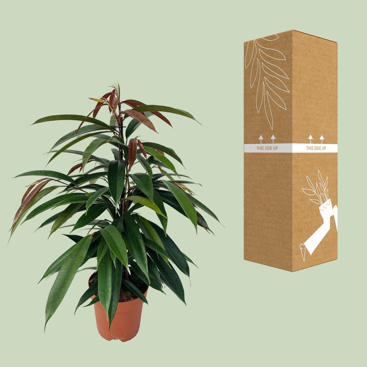 Gummibaum Ficus binnendijkii Amstel King – Zimmerpflanze – Ø17cm – Höhe ca. 75cm – Pflegeleichte Grünpflanze mit glänzenden Blättern – Für Wohn- & Arbeitsräume – Plant