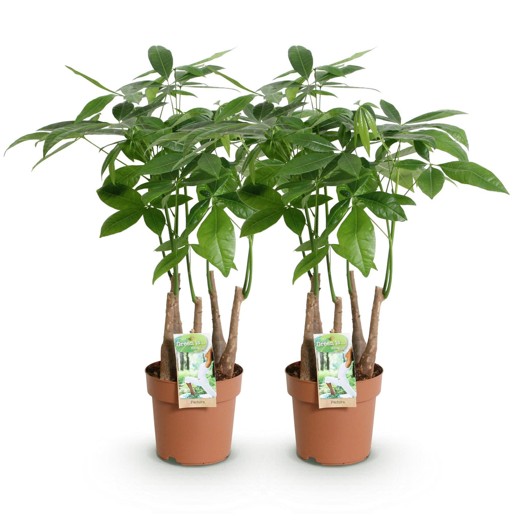 Pachira aquatica Mehrstamm – Zwei pflegeleichte Geldbäume – 17cm – Höhe 50-55cm – Grün – Tropische Zimmerpflanzen für Innenräume
