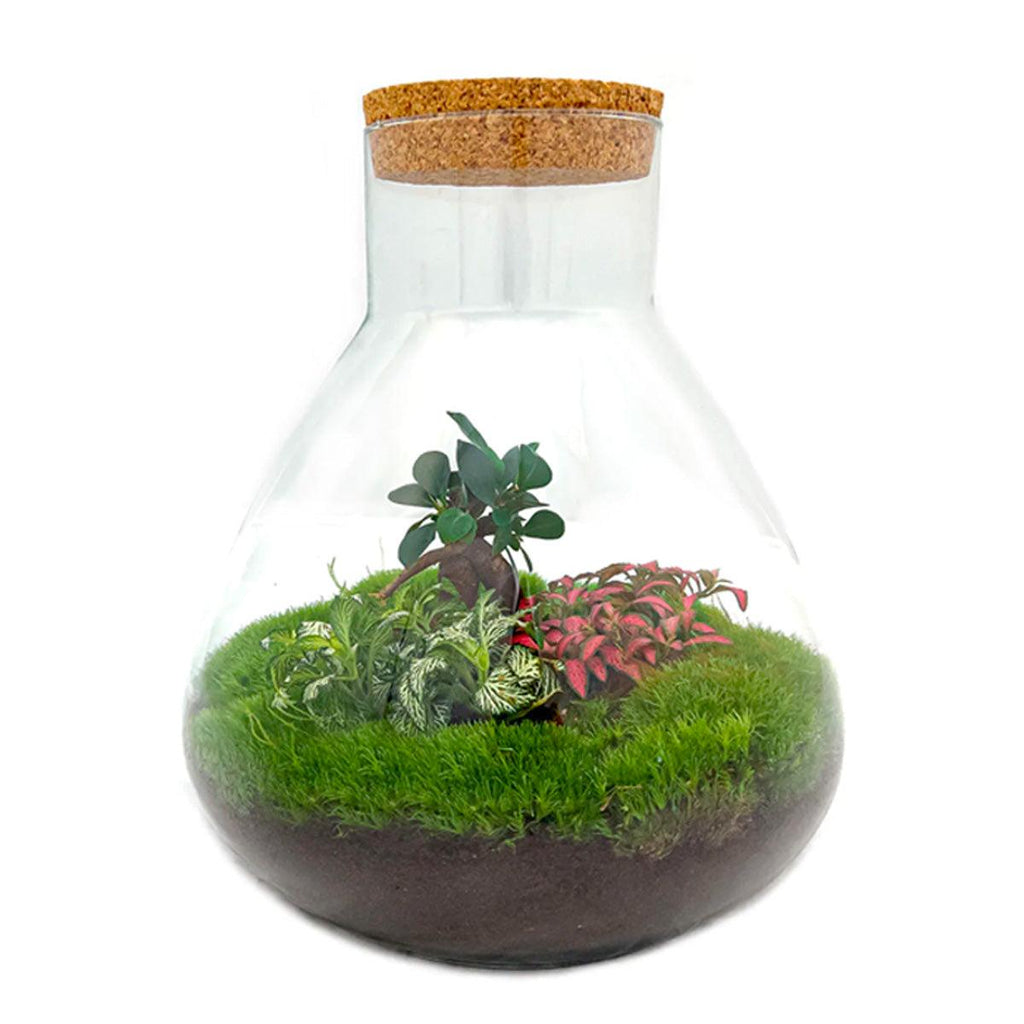Flaschengarten Terrarium Sam XL Bonsai – DIY Bausatz – 35cm Hoch – Ø30cm – Selbstgebautes Mini – Ökosystem mit Ficus – Ginseng – Bonsai & Fittonia – Plant