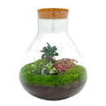 Flaschengarten Terrarium Sam XL Bonsai – DIY Bausatz – 35cm Hoch – Ø30cm – Selbstgebautes Mini – Ökosystem mit Ficus – Ginseng – Bonsai & Fittonia – Plant