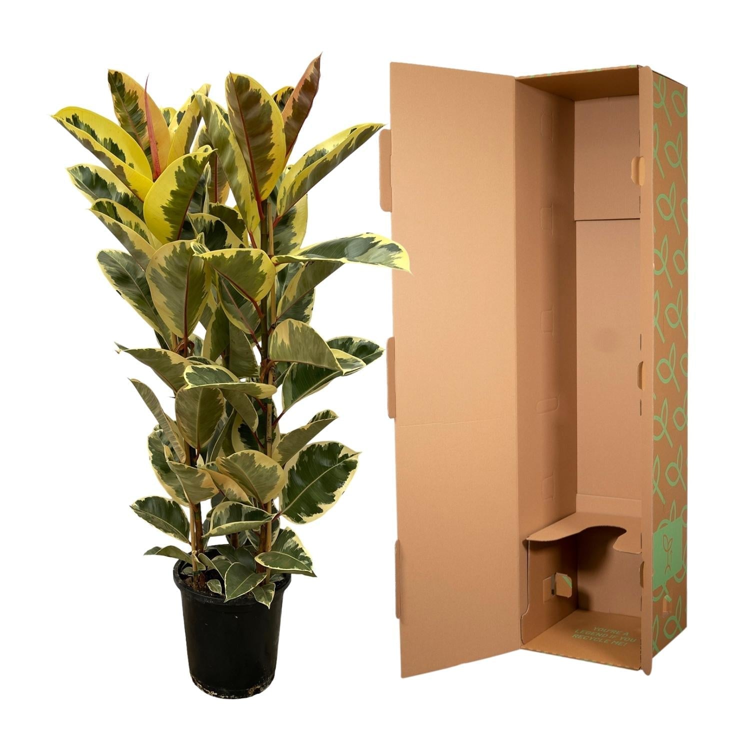 Ficus Elastica 'Tineke' – Gummibaum – Zimmerpflanze – Ø28cm – Höhe ca. 160cm – Großblättrige, pflegeleichte Pflanze – Für helle Innenräume & Büros – Plant