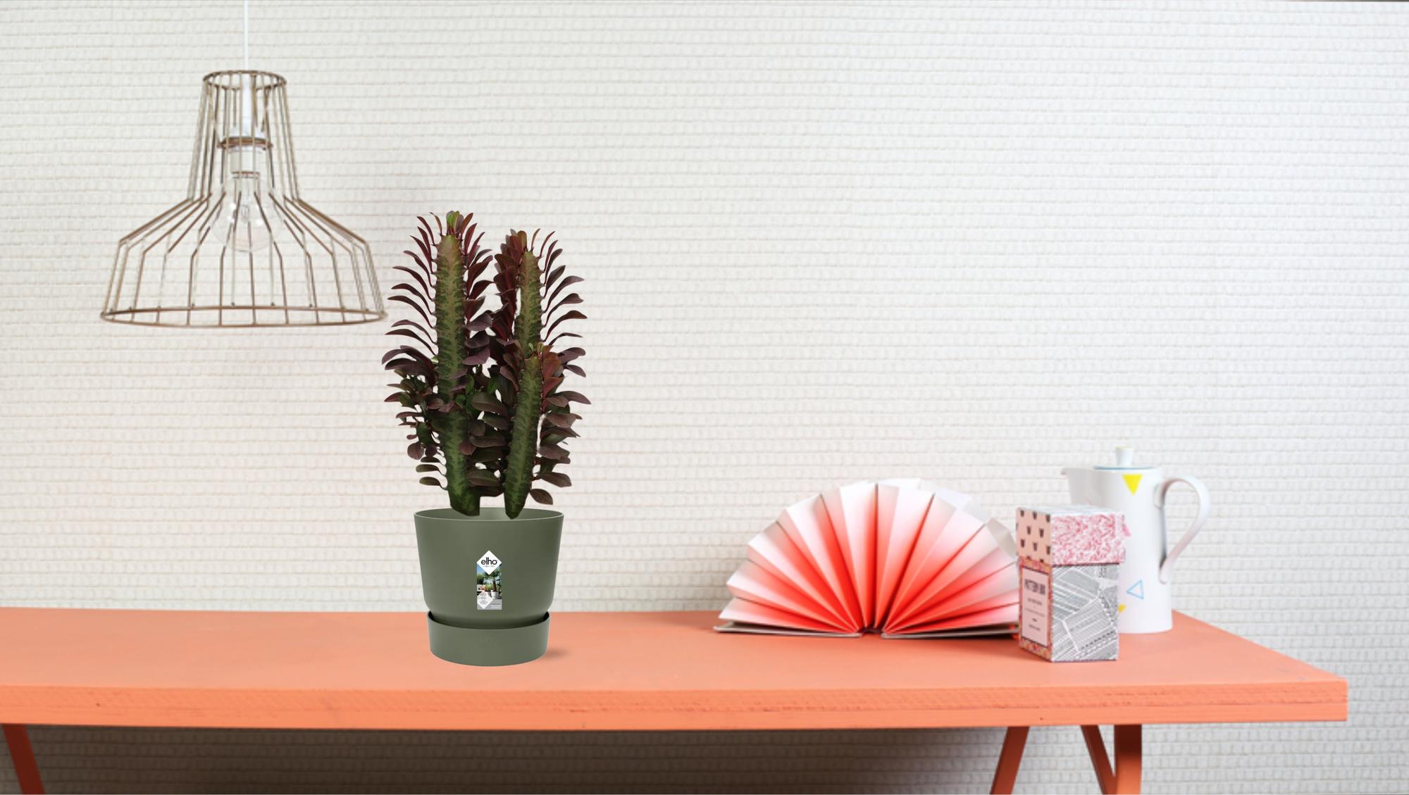Euphorbia Trigona Rubra – Wolfsmilch – Zimmerpflanze – Ø12cm – ↕40cm – Rote Sukkulente – Pflegeleicht & robust – Für sonnige Innenbereiche – Plant