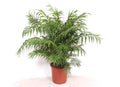 Chamaedorea Elegans – 100cm – Ø24cm – Elegante Zimmerpalme mit feinen Blättern – Pflegeleichte Indoor – Palme für Zimmer & Büro – Plant