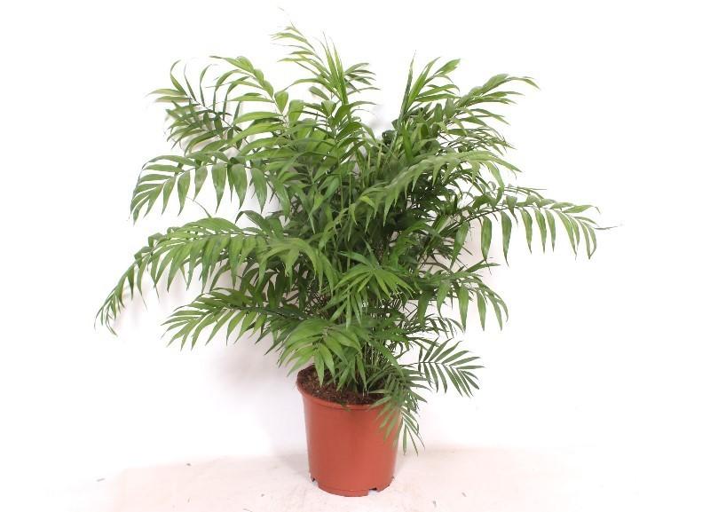 Chamaedorea Elegans – 100cm – Ø24cm – Elegante Zimmerpalme mit feinen Blättern – Pflegeleichte Indoor – Palme für Zimmer & Büro – Plant