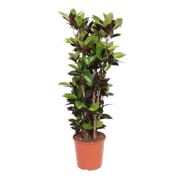 Codiaeum Iceton – 140cm große Zimmerpflanze – Farbintensiver Croton mit gelbgrünem Blattwerk – Tropische Blattpflanze für helle Innenräume – Ø24-27cm – Plant