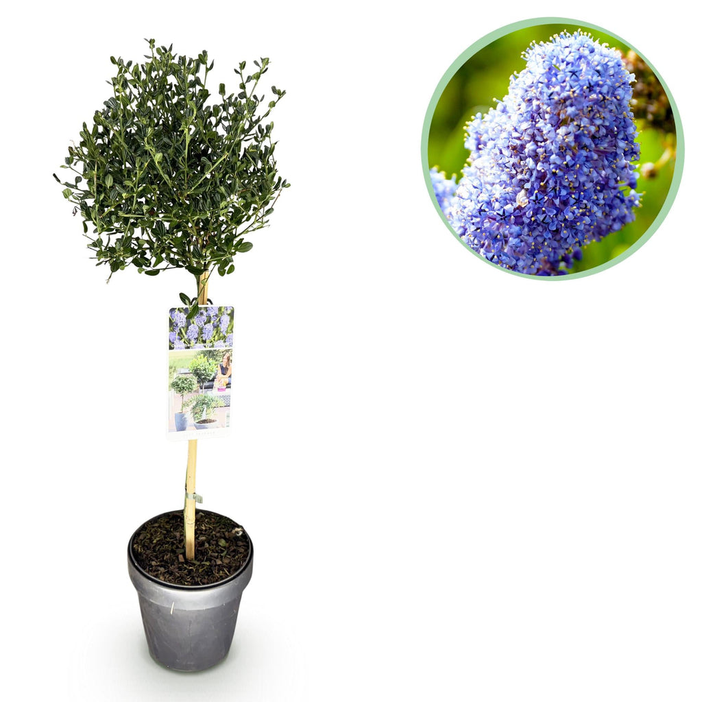 Säckelblume Ceanothus impressus Victoria Ø19cm Höhe90cm – Immergrüne Terrassenpflanze mit lila Blüten – Winterharter Zierstrauch für Balkon & Garten – Plant