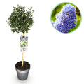 Säckelblume Ceanothus impressus Victoria Ø19cm Höhe90cm – Immergrüne Terrassenpflanze mit lila Blüten – Winterharter Zierstrauch für Balkon & Garten – Plant