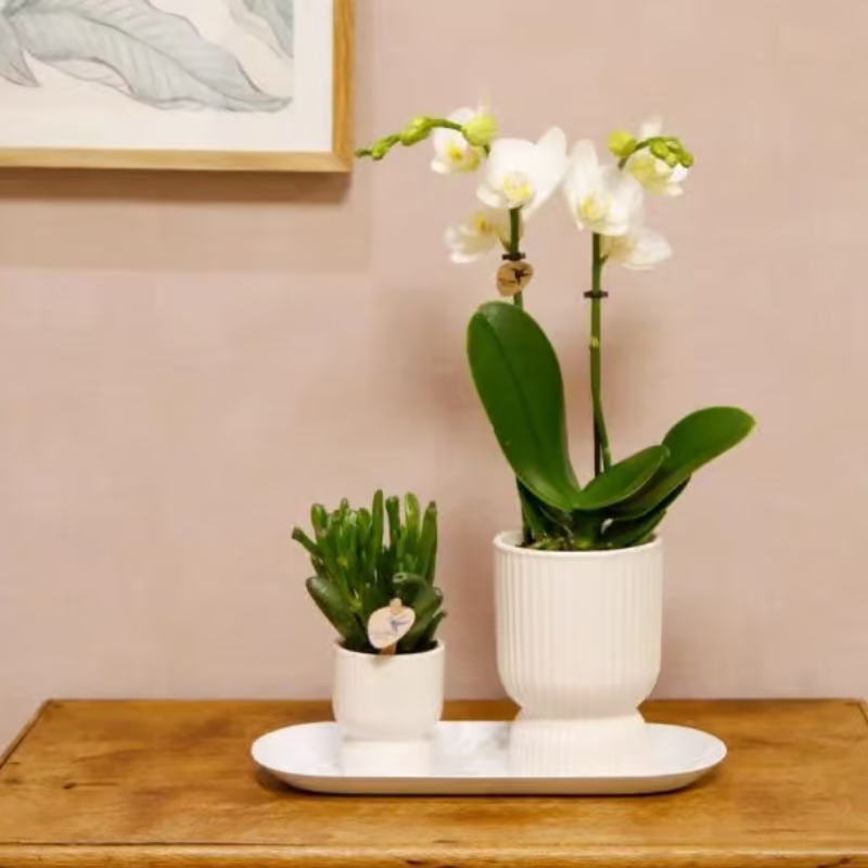 Geschenkset Diabolo White Small – weiße Amabilis Orchidee Ø9cm + Grünpflanze Ø6cm inkl. weiße Übertöpfe & ovales Tablett