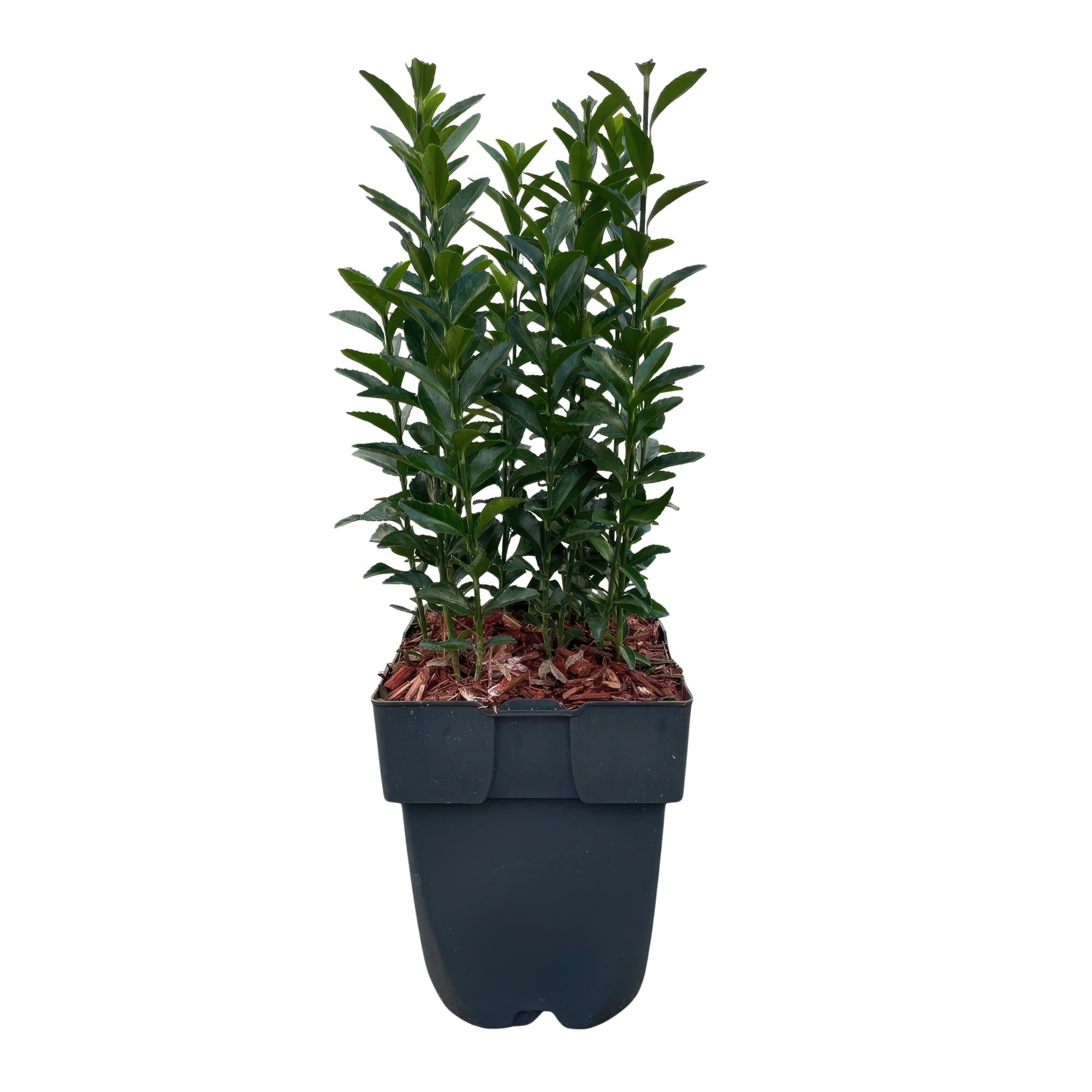 Japanischer Spindelstrauch Euonymus japonicus Green Spire – Heckenpflanze – Blatt Grün – 6 Pflanzen – 1 Meter – Immergrün – 17cm Höhe 40cm – Plant